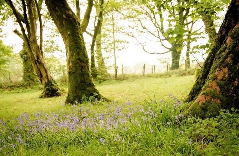 Gellifawr Woodland Retreat Hotel Pontfaen Luaran gambar